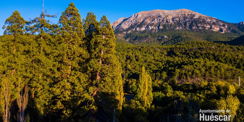 Bosque Secuoyas - Huéscar