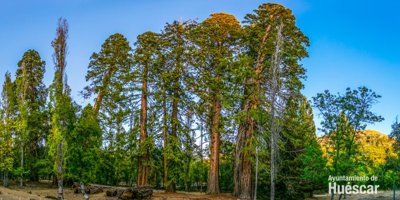 Bosque de Secuoyas 1 - Huéscar