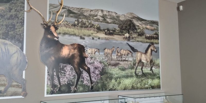 museo-primeros-pobladores-especies