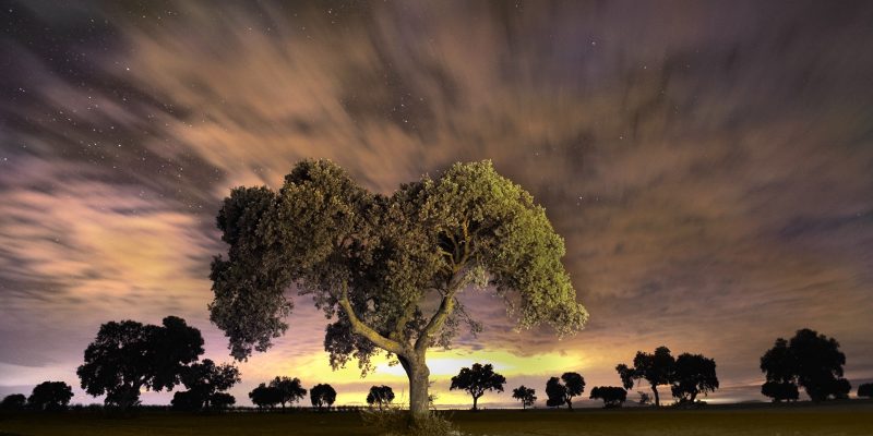 nocturnas 1 (4)